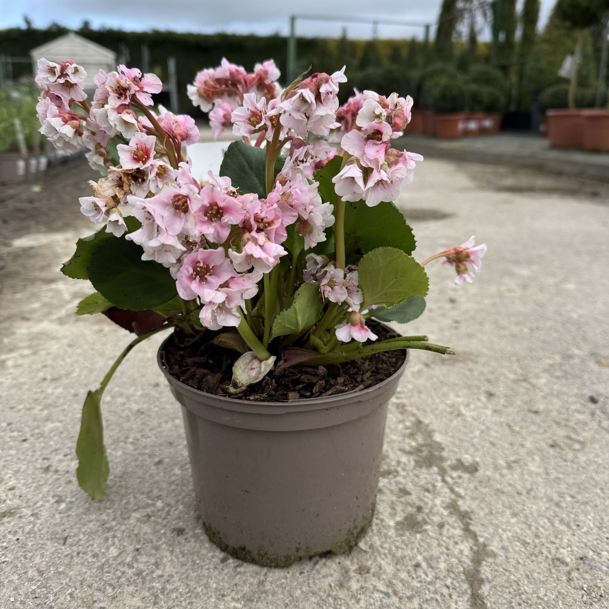 Bergenia 'Harzkristall'