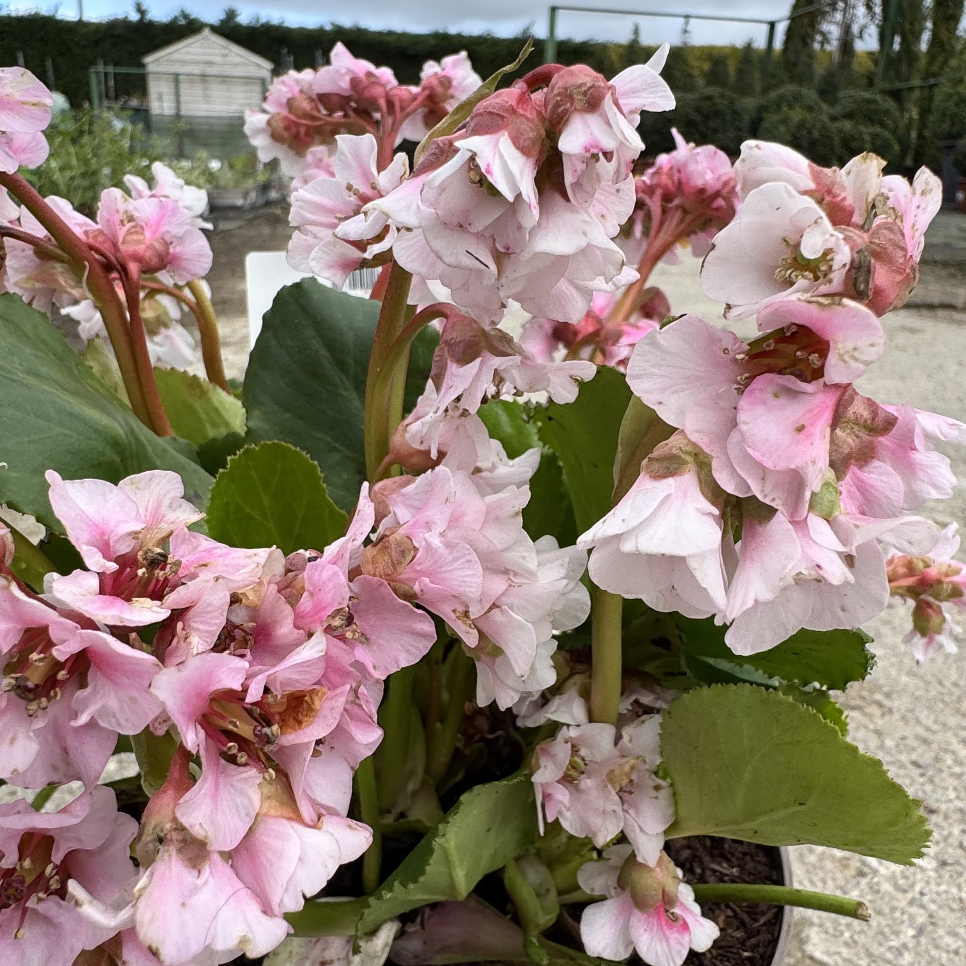 Bergenia 'Harzkristall'
