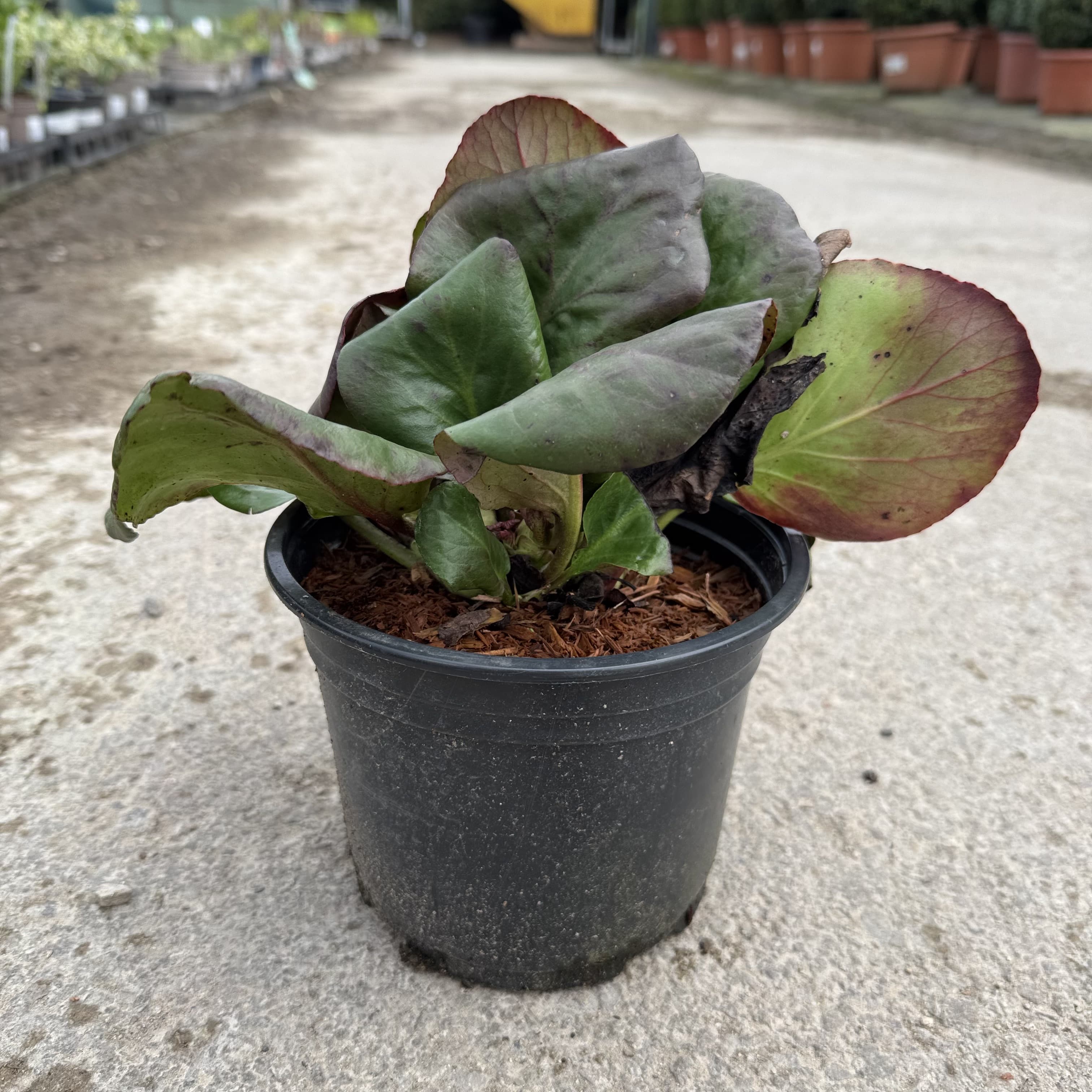 Bergenia cordifolia 'Purpurea'
