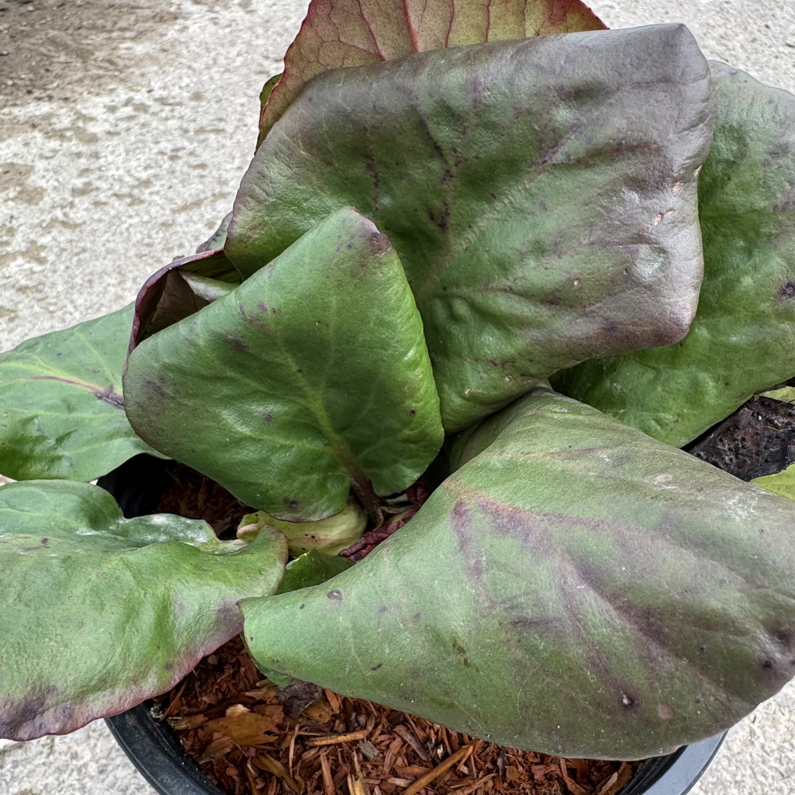 Bergenia cordifolia 'Purpurea'