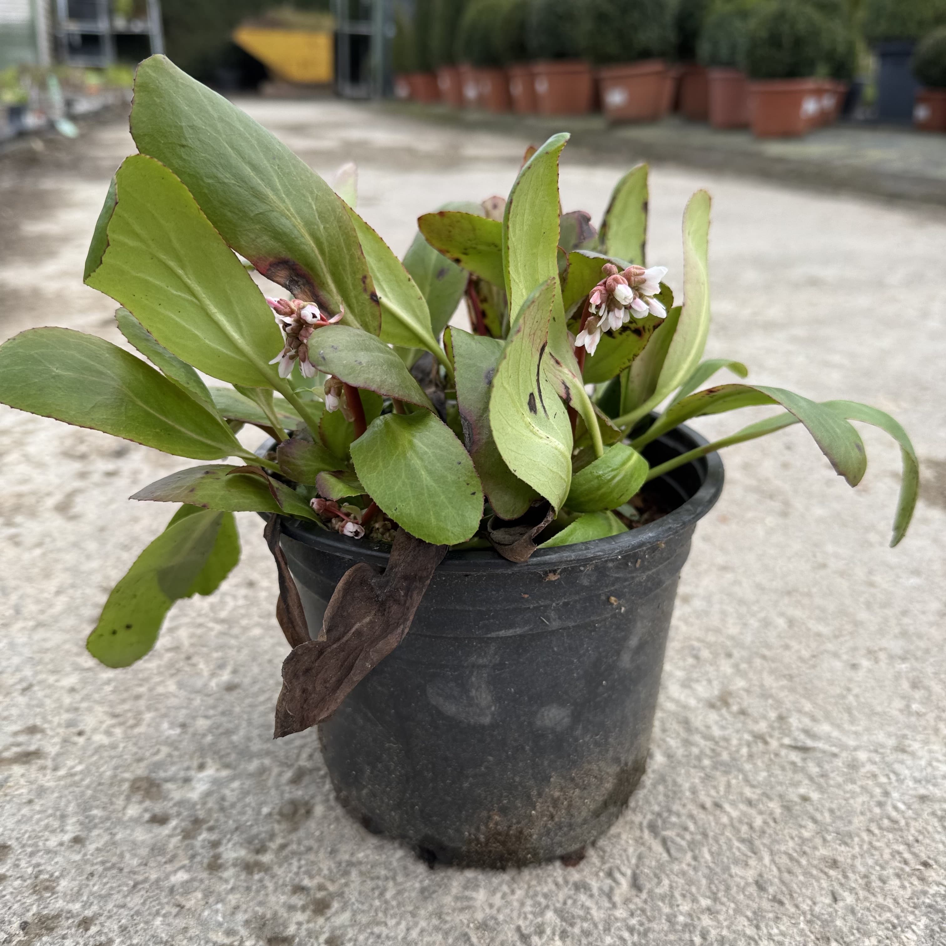 Bergenia 'Silberlicht'