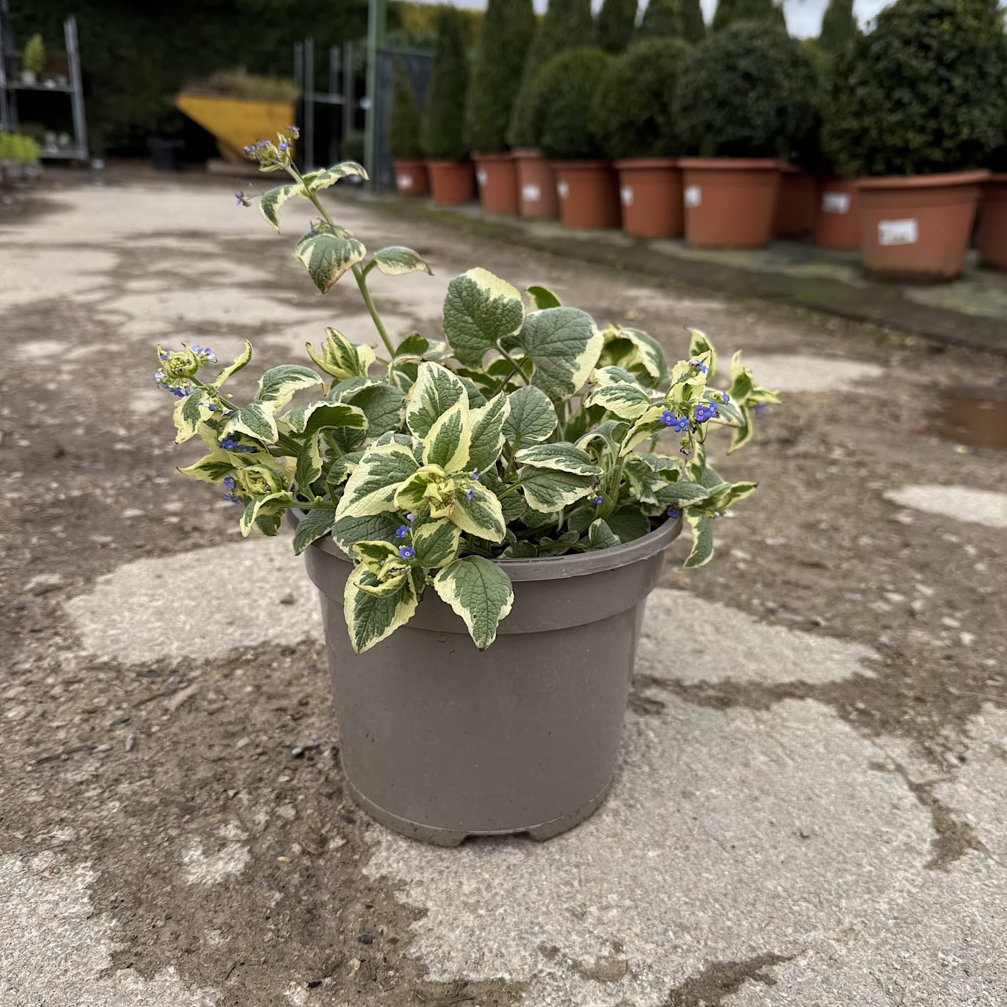 Brunnera macr. 'Variegata'