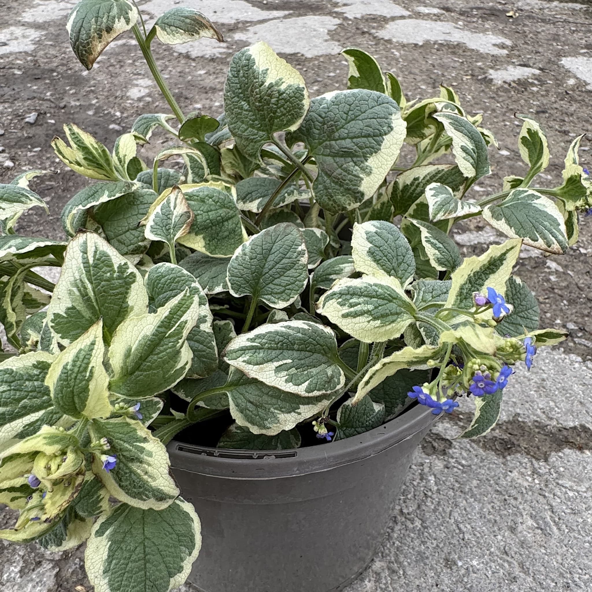 Brunnera macr. 'Variegata'