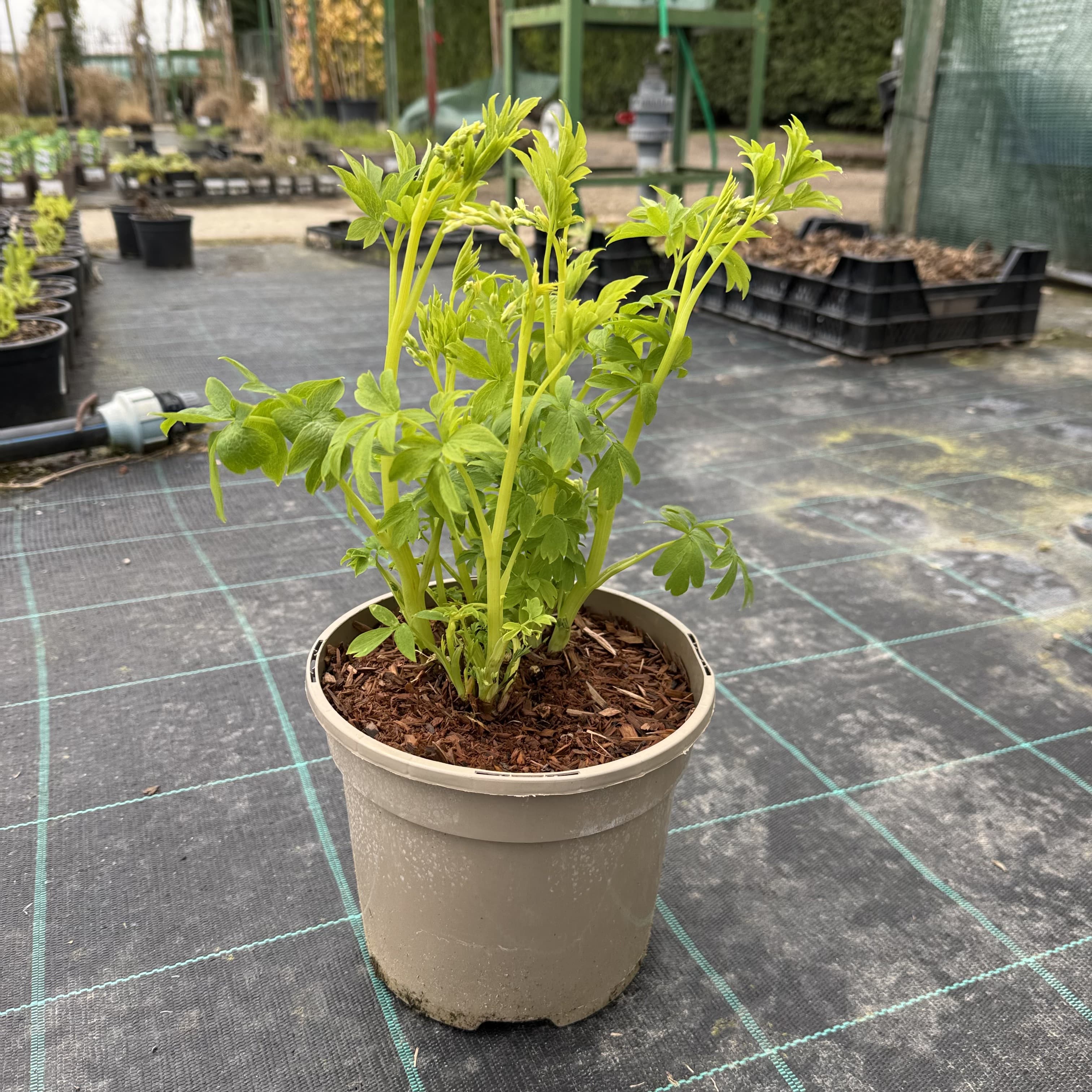 Dicentra spectabilis 'Alba'