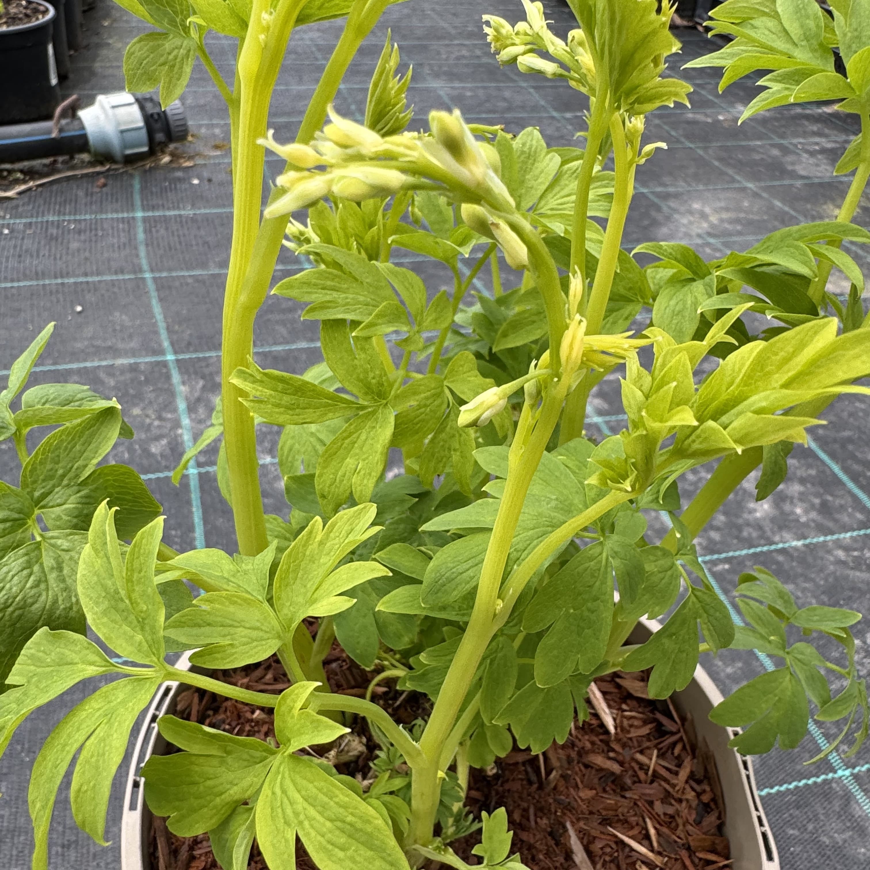 Dicentra spectabilis 'Alba'