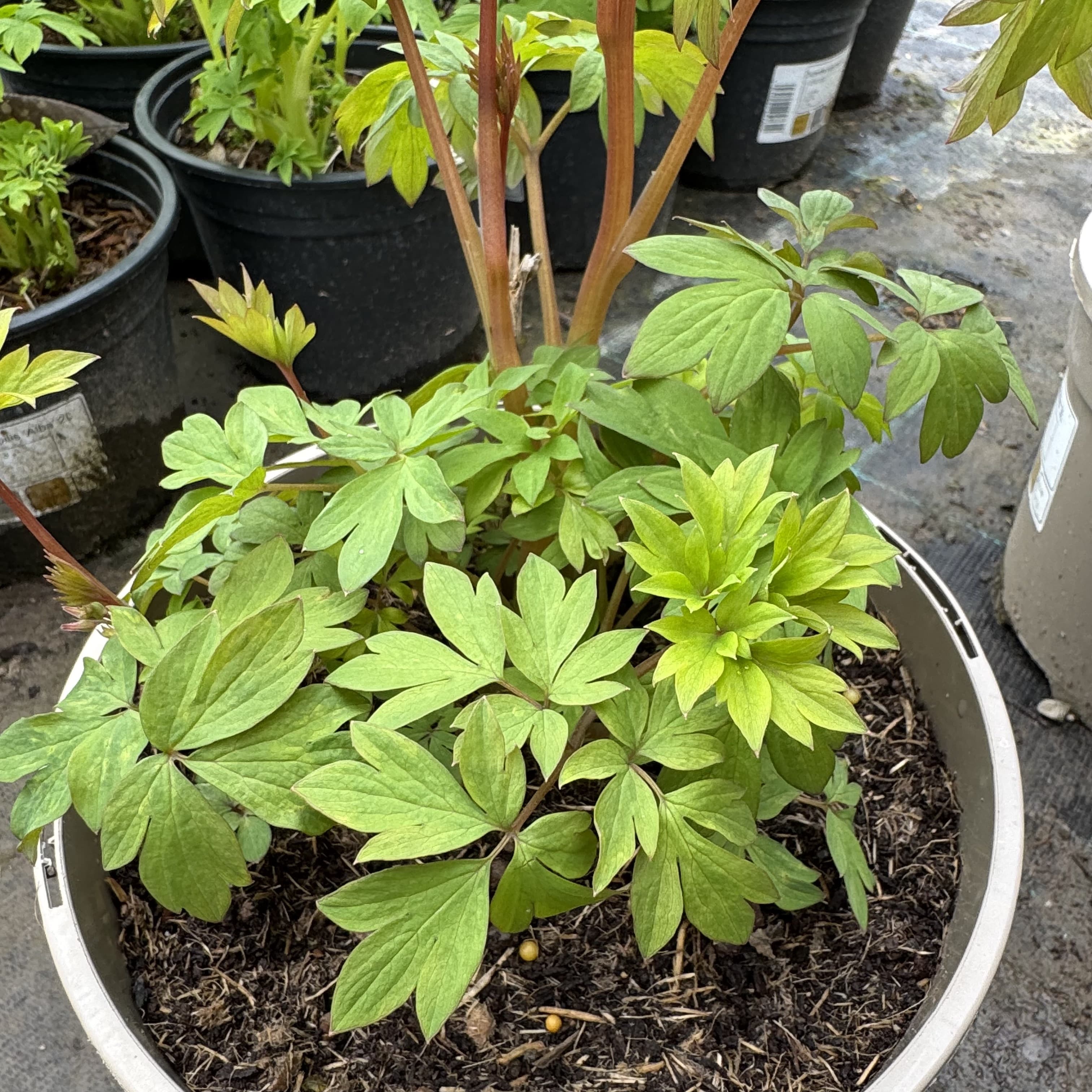 Dicentra spectabilis