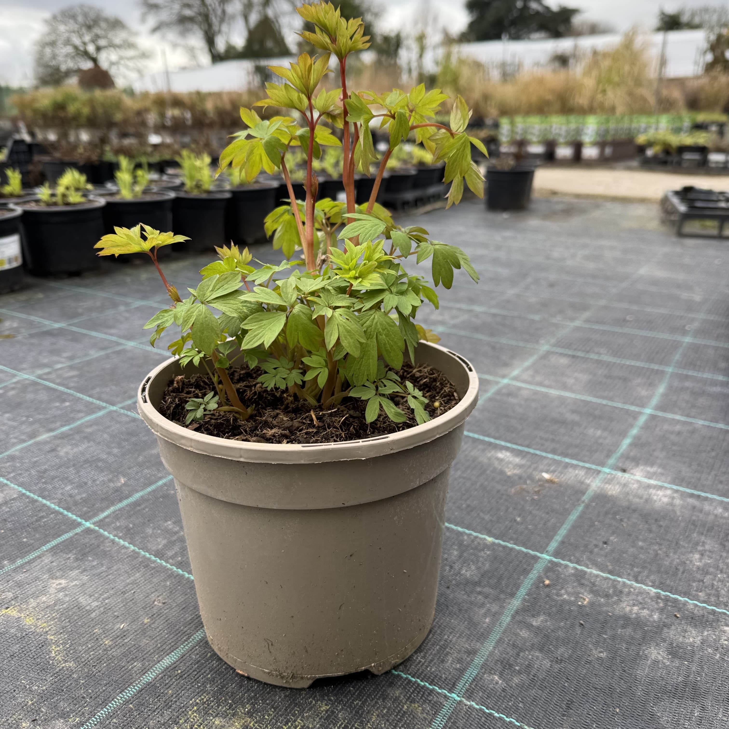 Dicentra spectabilis