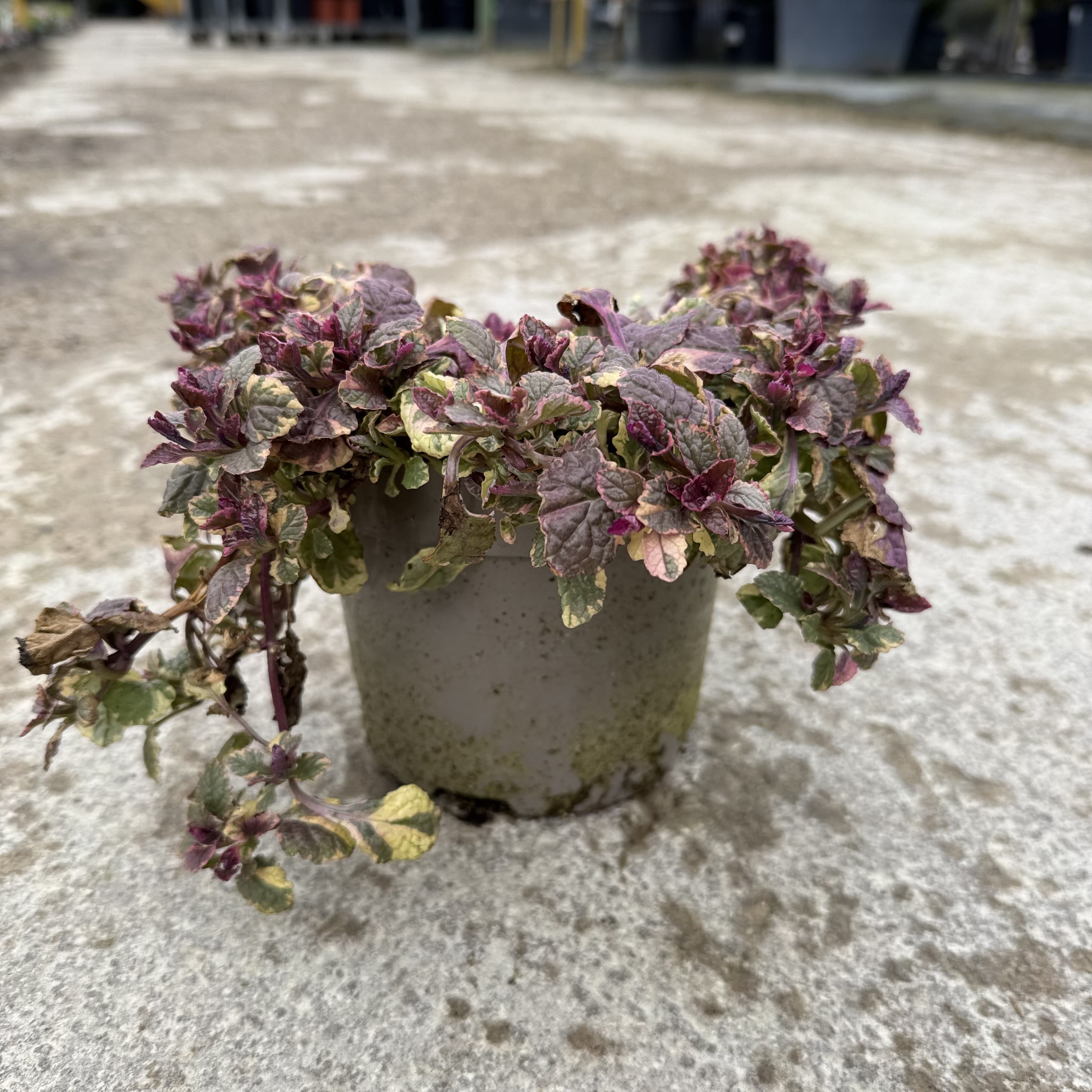 Ajuga reptans 'Burgundy Glow'
