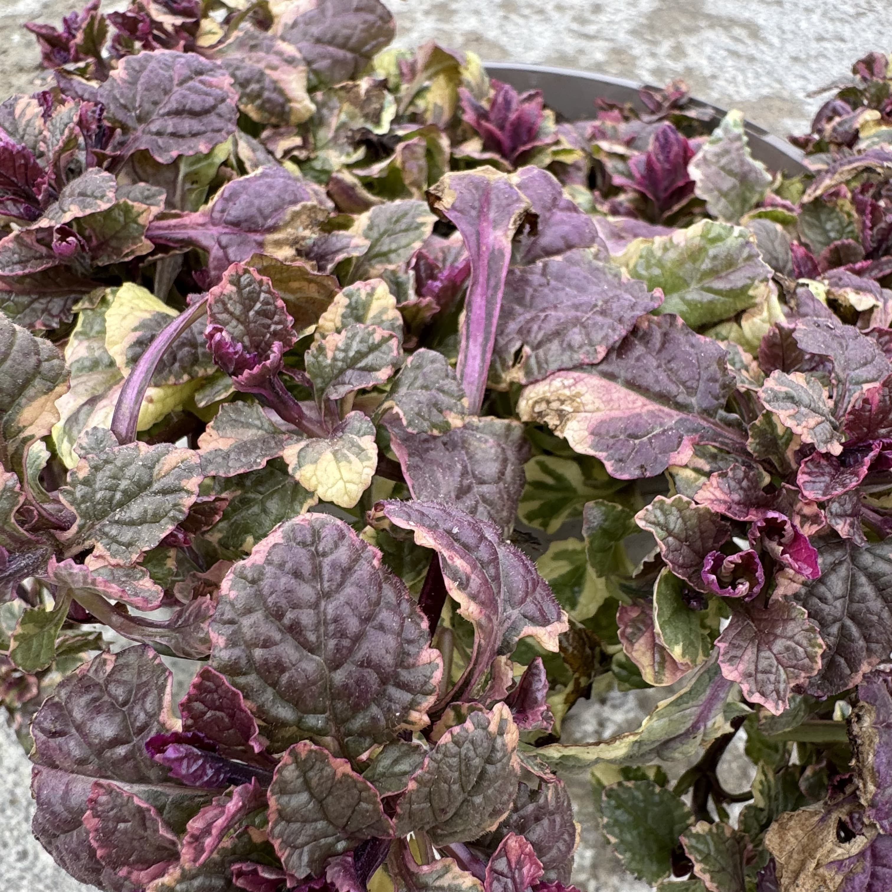 Ajuga reptans 'Burgundy Glow'