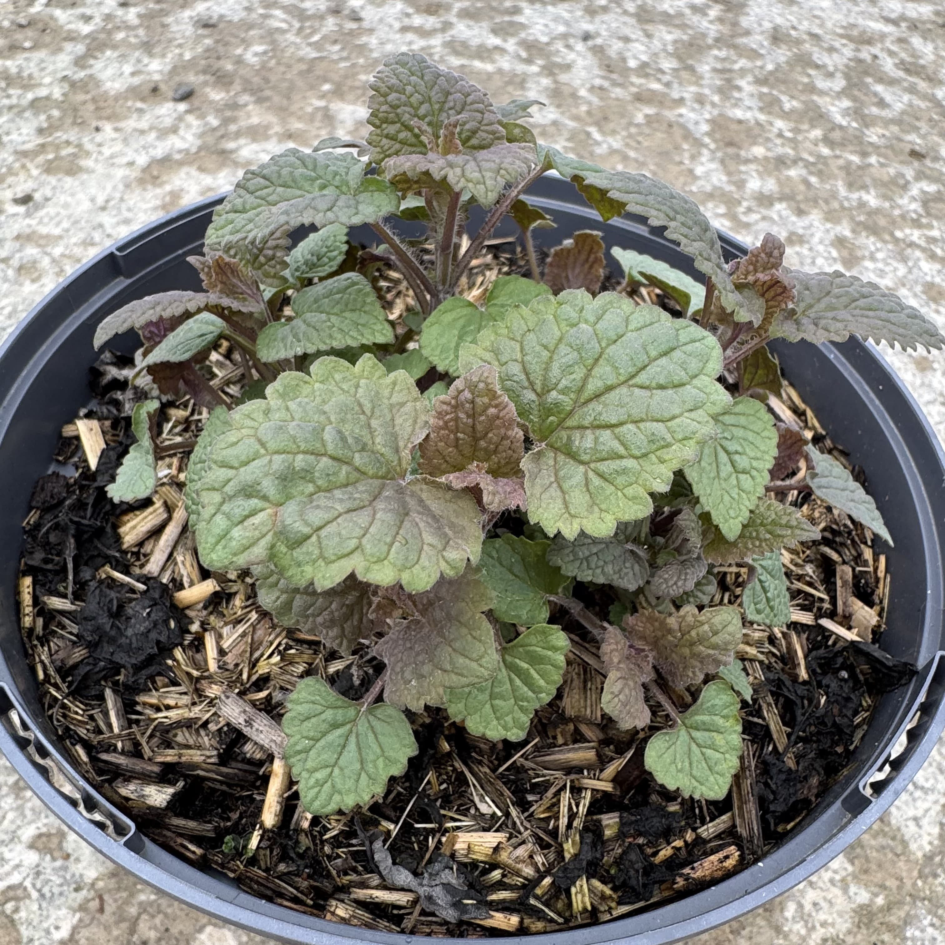 Agastache 'Black Adder'