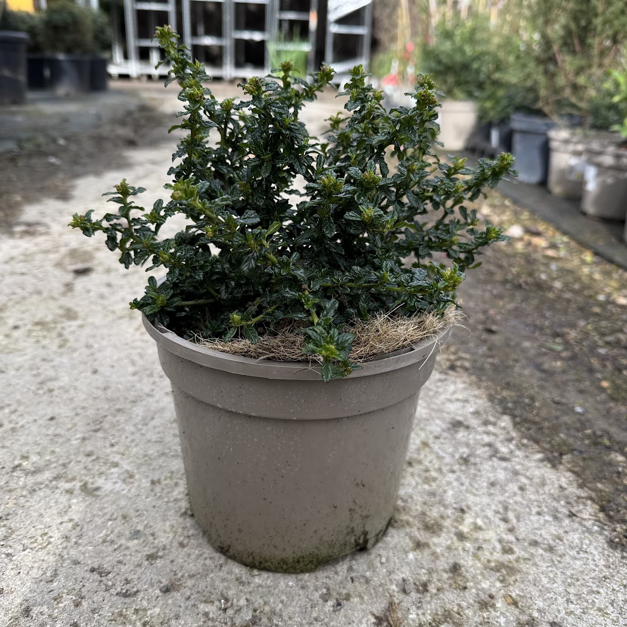 Ceanothus 'Blue Mound'