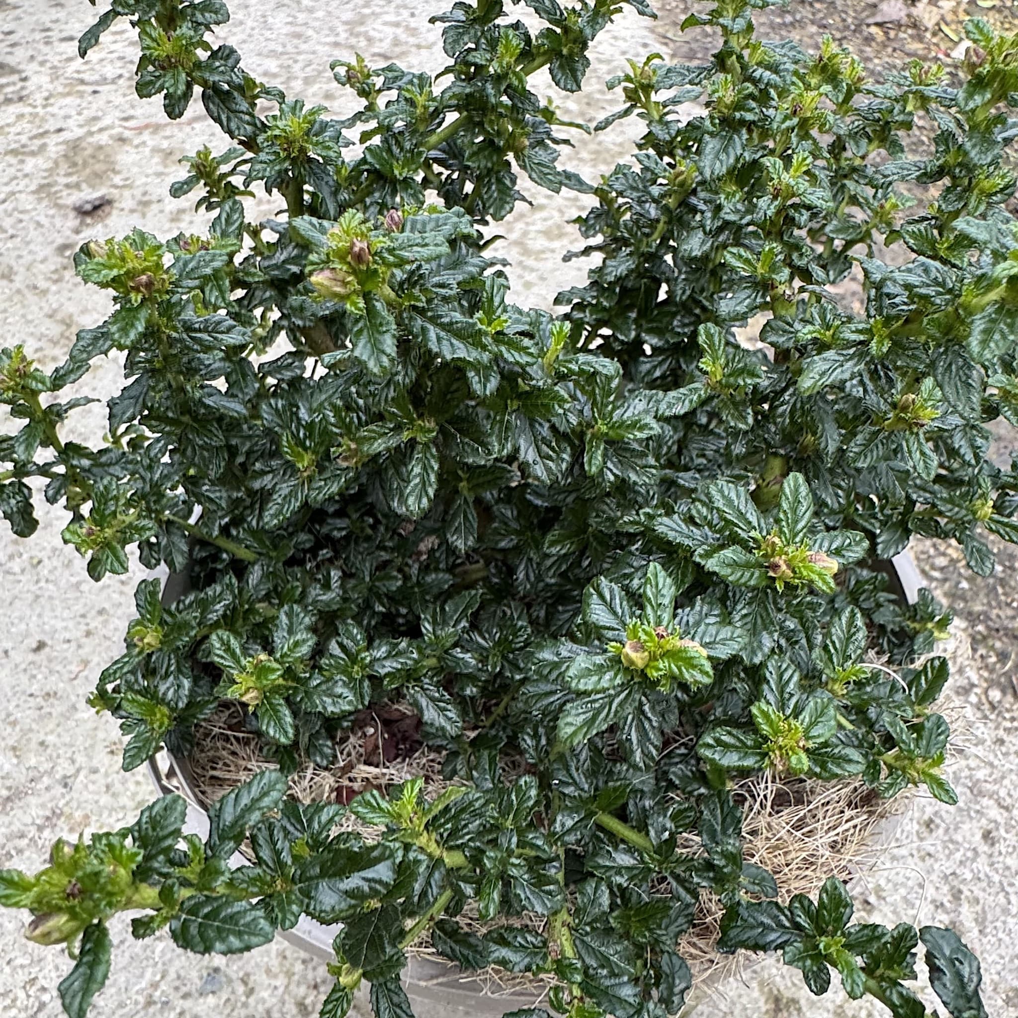 Ceanothus 'Blue Mound'