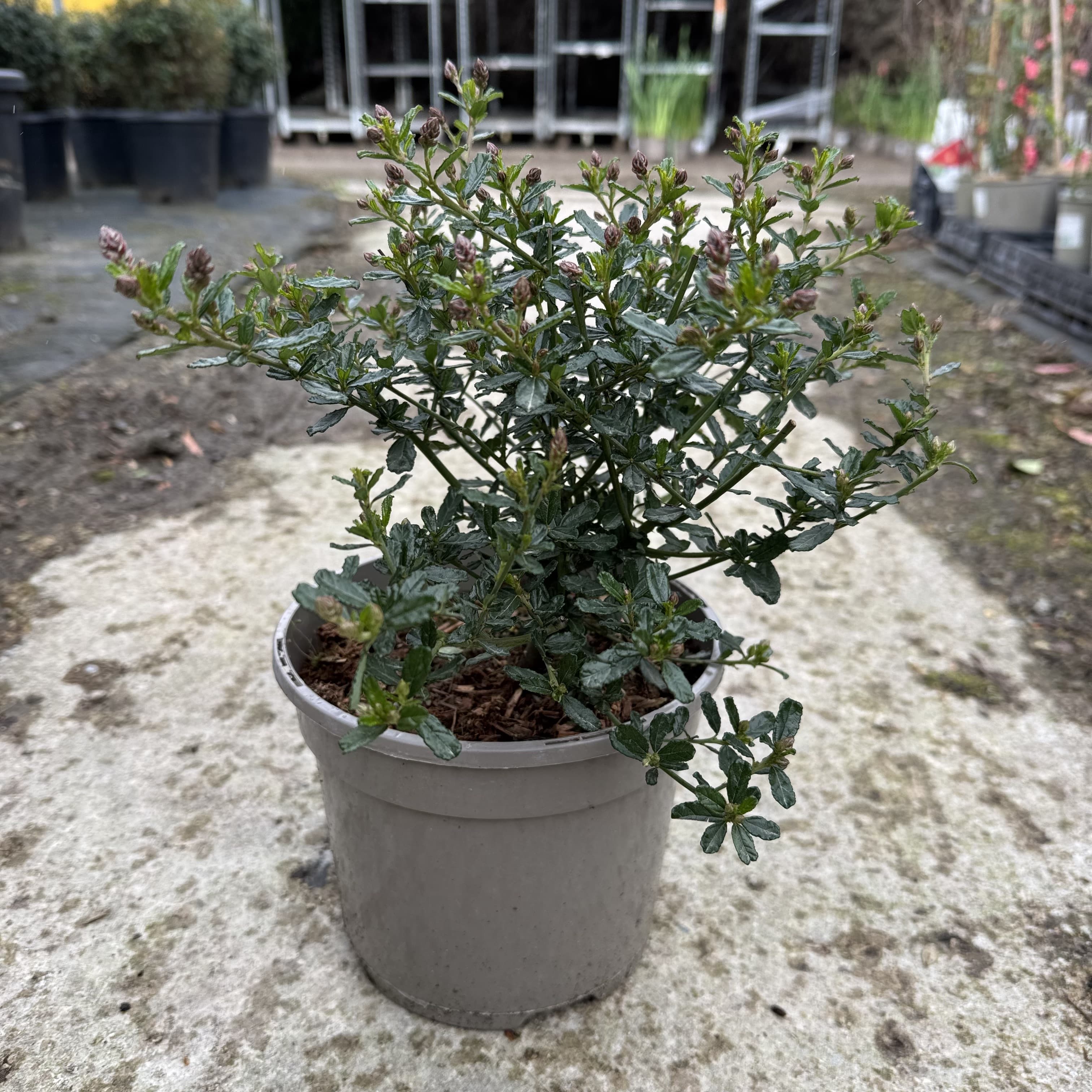 Ceanothus 'Italian Skies'