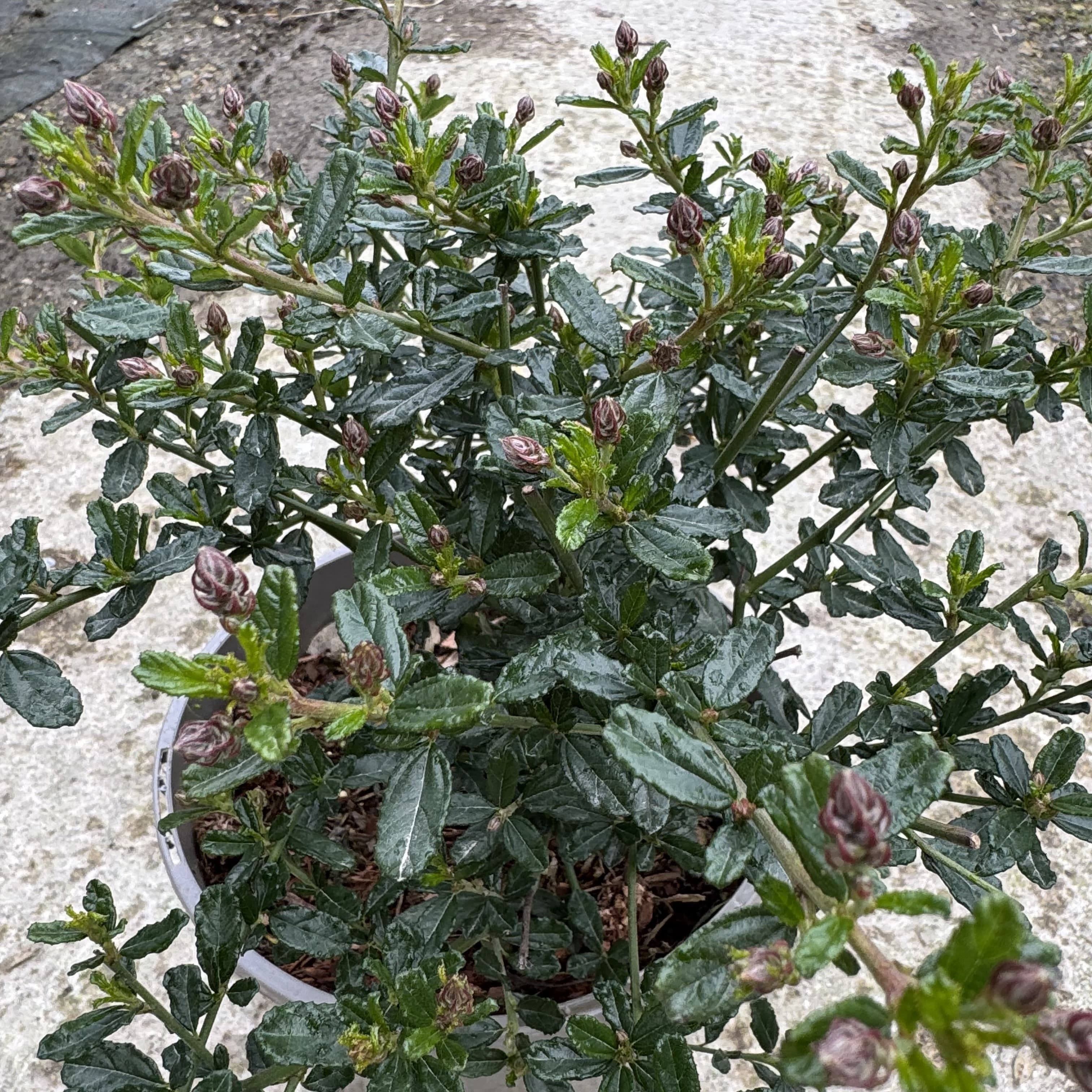 Ceanothus 'Italian Skies'