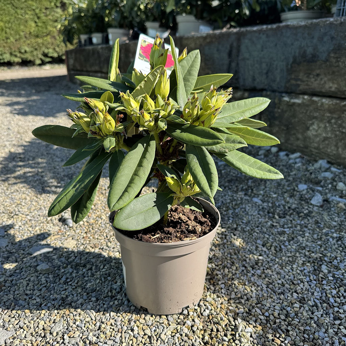 Rhododendron 'Dopey'