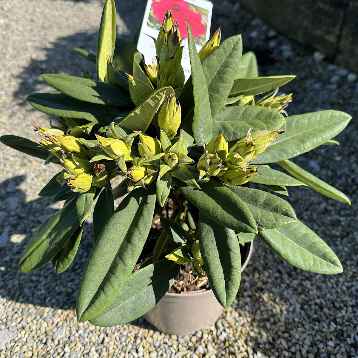 Rhododendron 'Dopey'