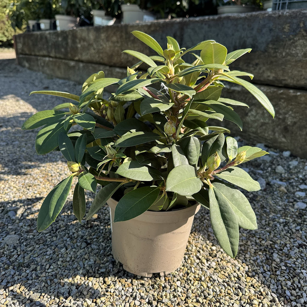 Rhododendron 'Dreamland'
