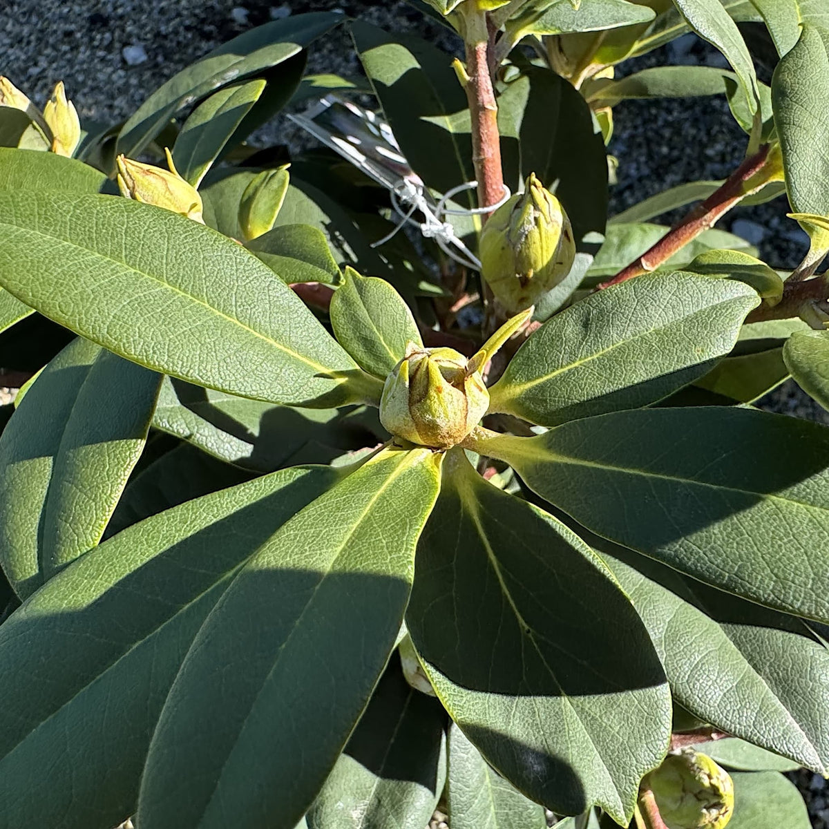 Rhododendron 'Dreamland'