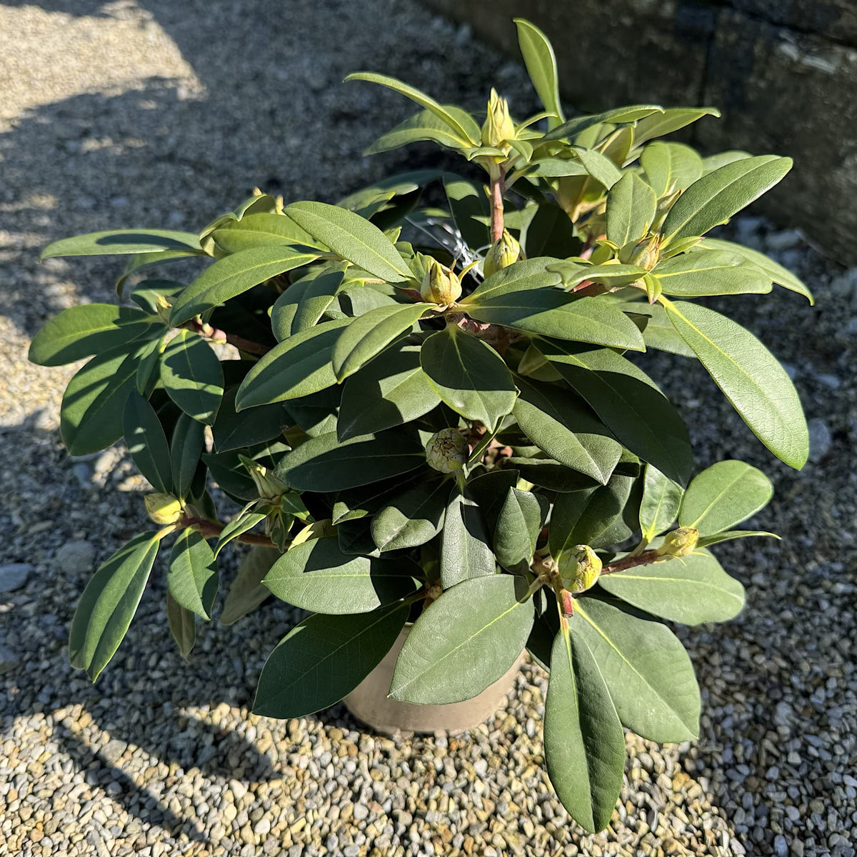 Rhododendron 'Dreamland'