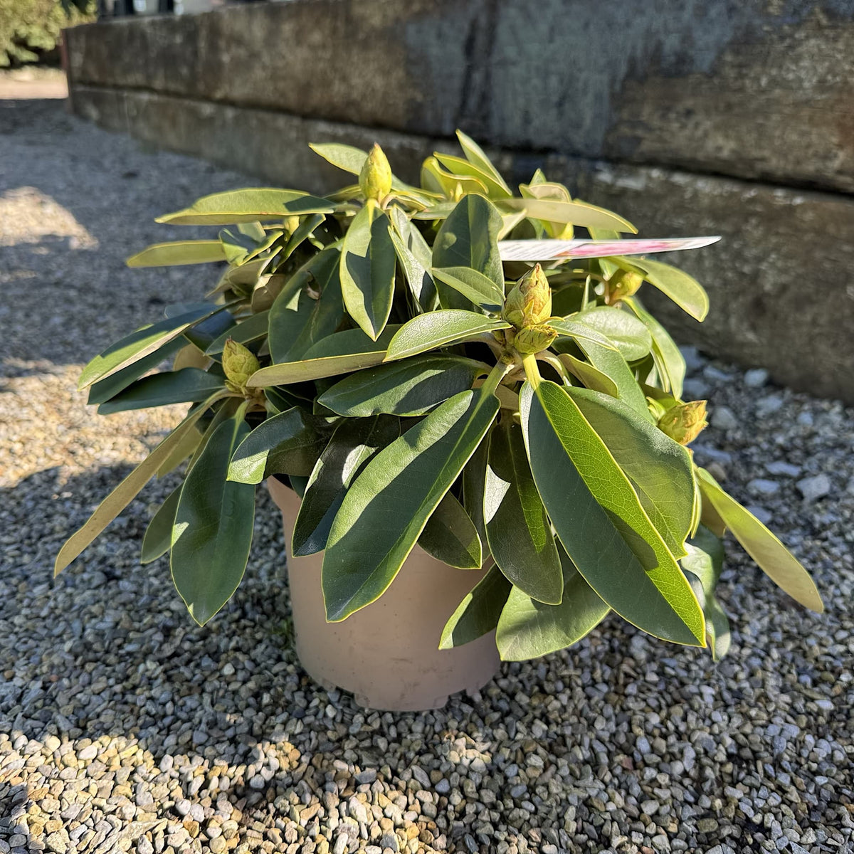 Rhododendron 'Excelsior'