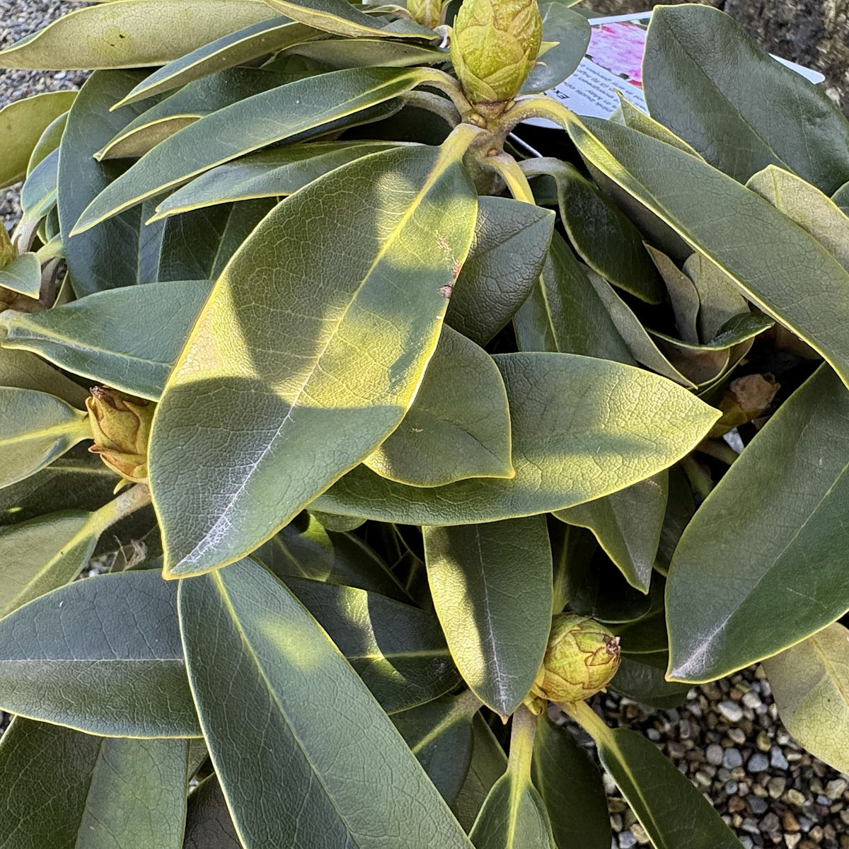 Rhododendron 'Excelsior'