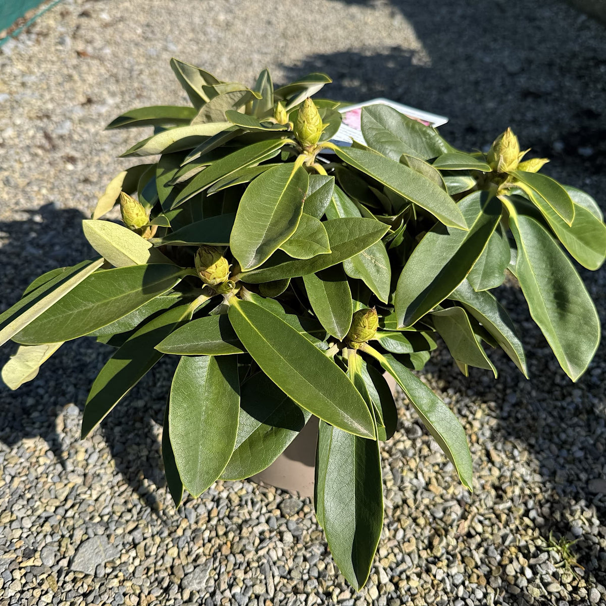 Rhododendron 'Excelsior'