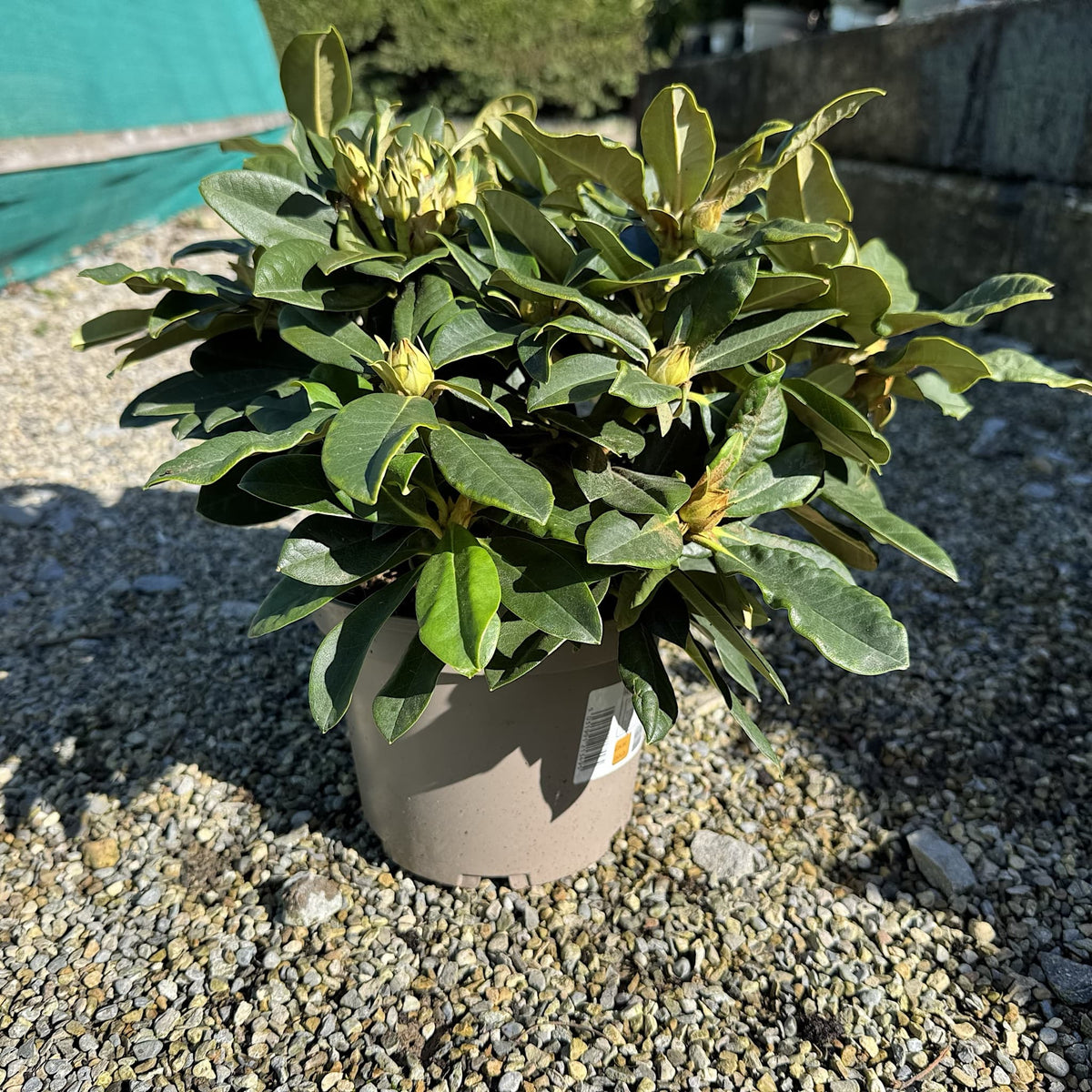 Rhododendron 'Golden Torch'