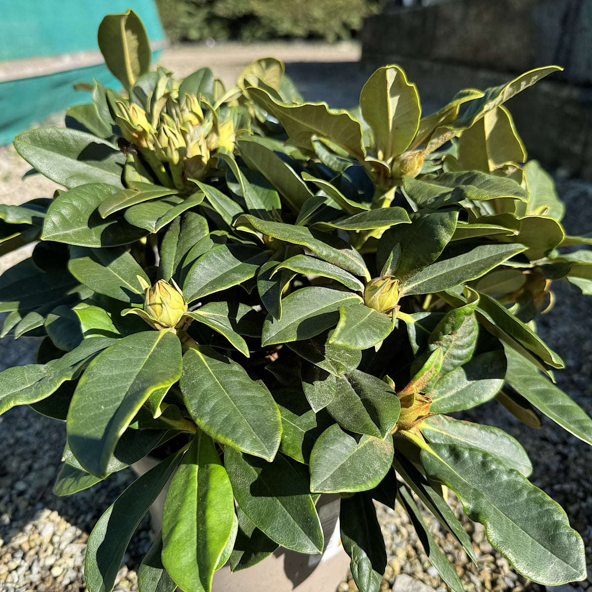 Rhododendron 'Golden Torch'