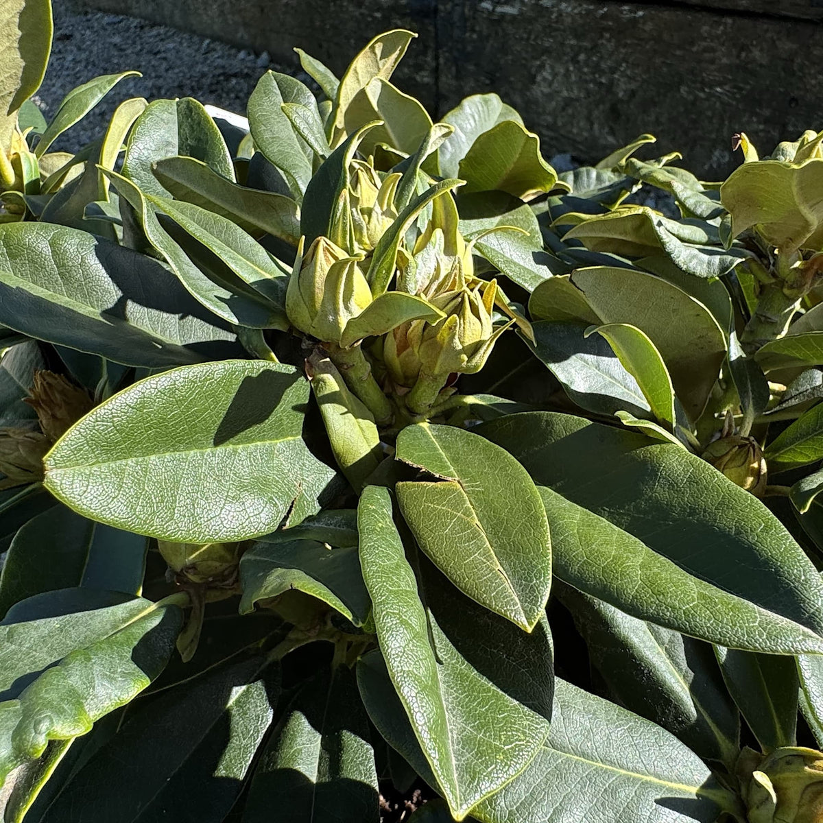 Rhododendron 'Golden Torch'