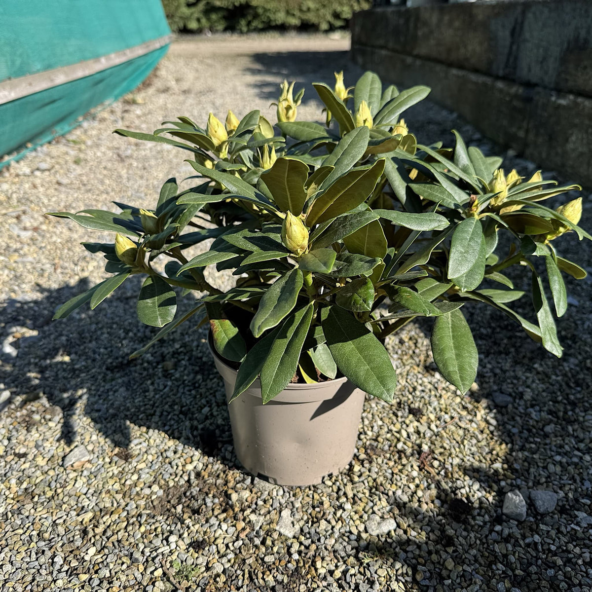 Rhododendron 'Hoppy'