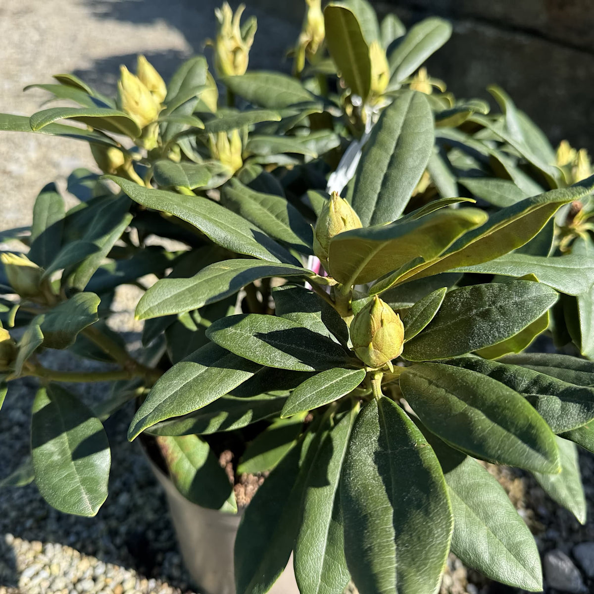 Rhododendron 'Hoppy'