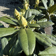 Rhododendron 'Hoppy'