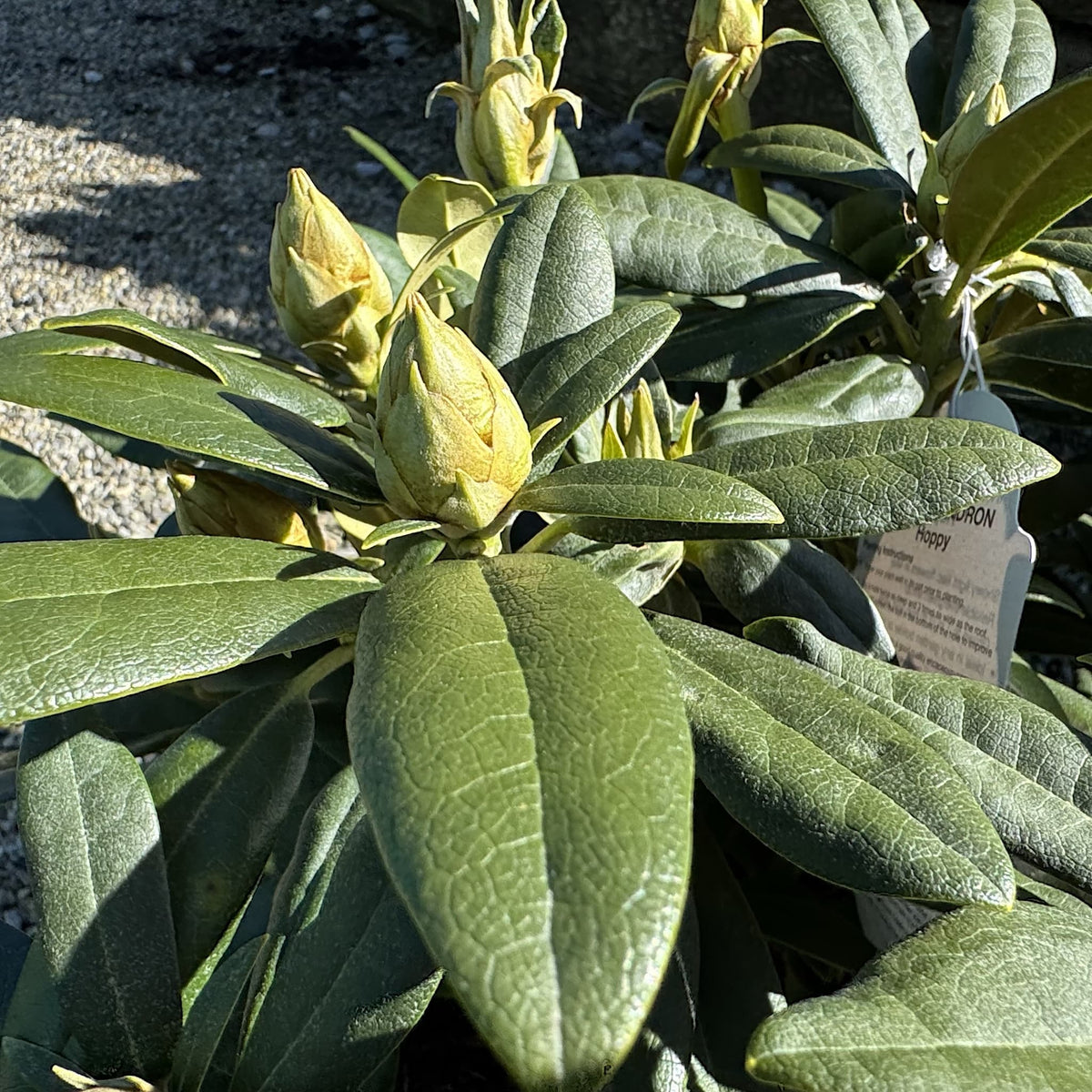 Rhododendron 'Hoppy'