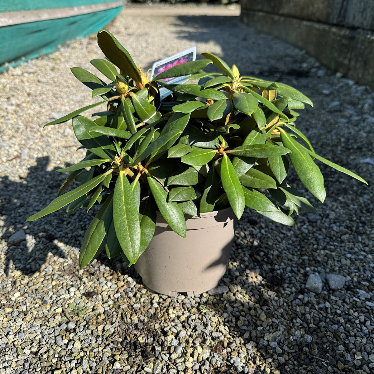 Rhododendron 'Kalinka'