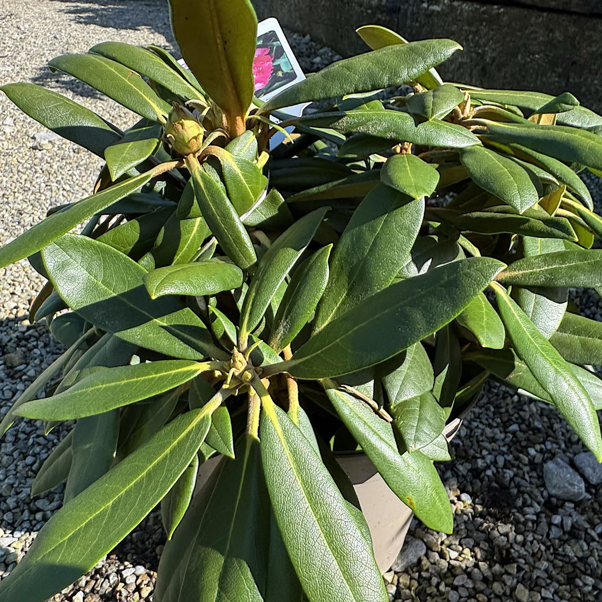 Rhododendron 'Kalinka'