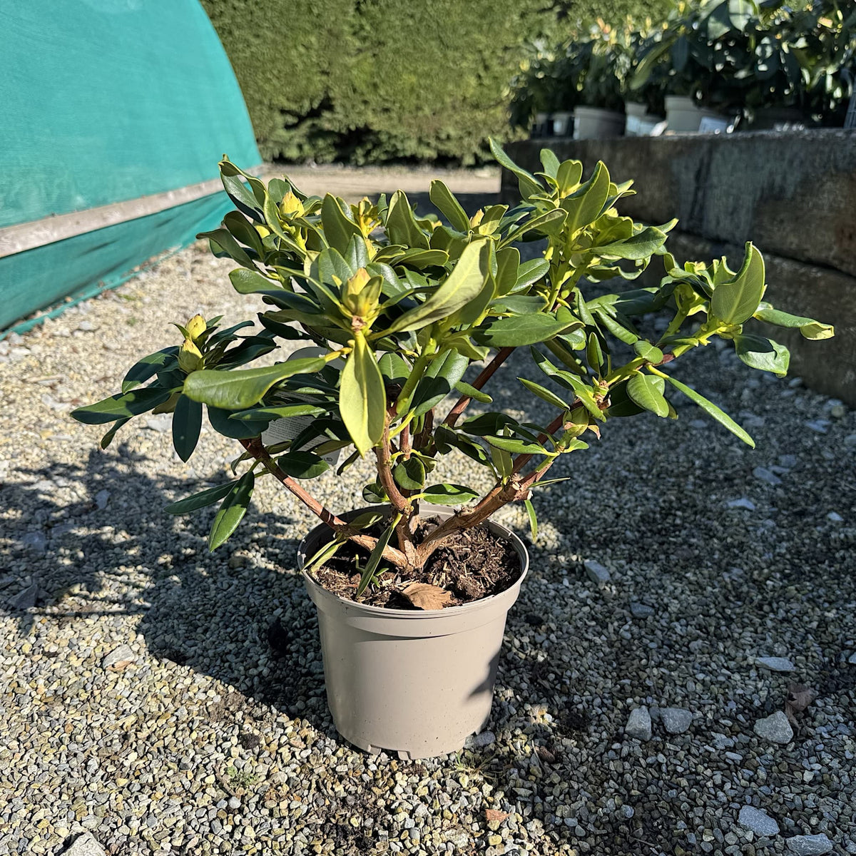 Rhododendron 'Nancy Evans'