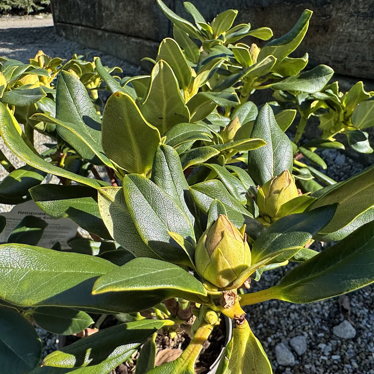 Rhododendron 'Nancy Evans'