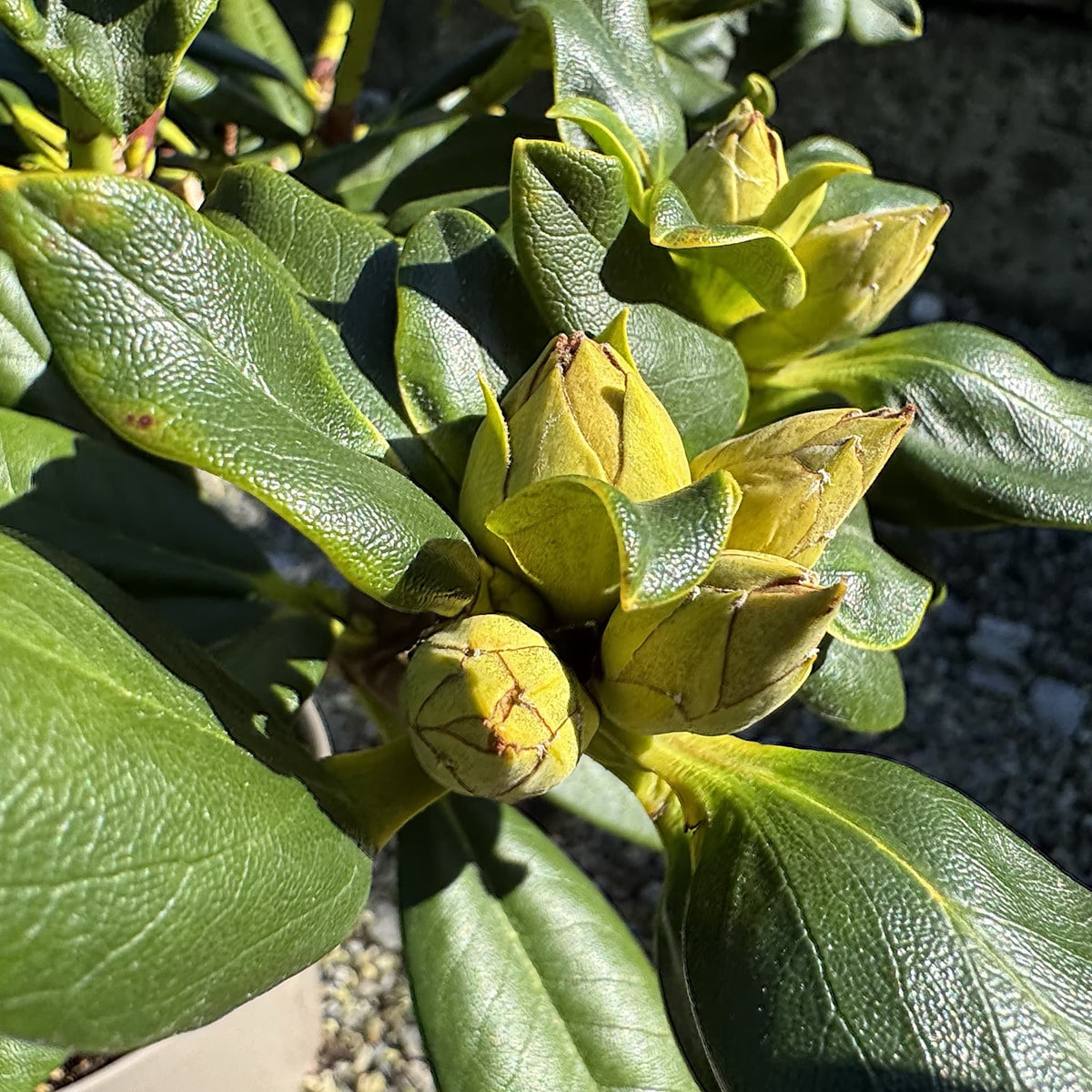 Rhododendron 'Nancy Evans'