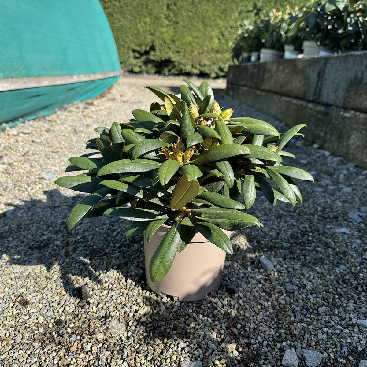 Rhododendron 'Polaris'
