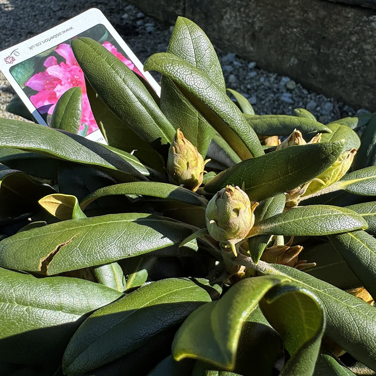 Rhododendron 'Polaris'