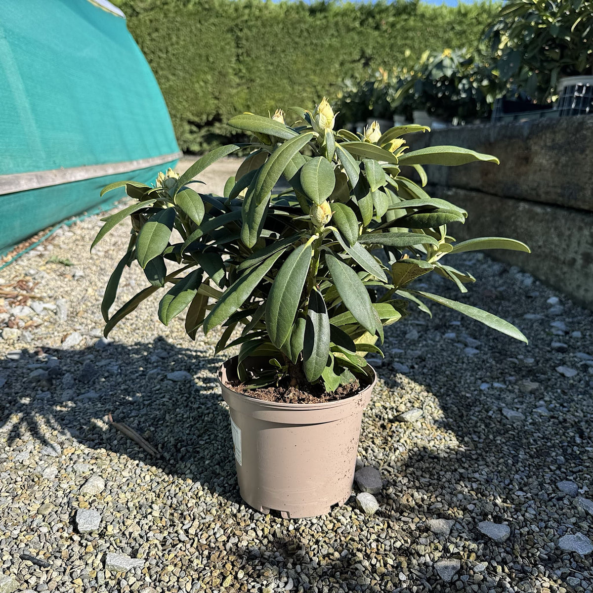 Rhododendron 'Sneezy'