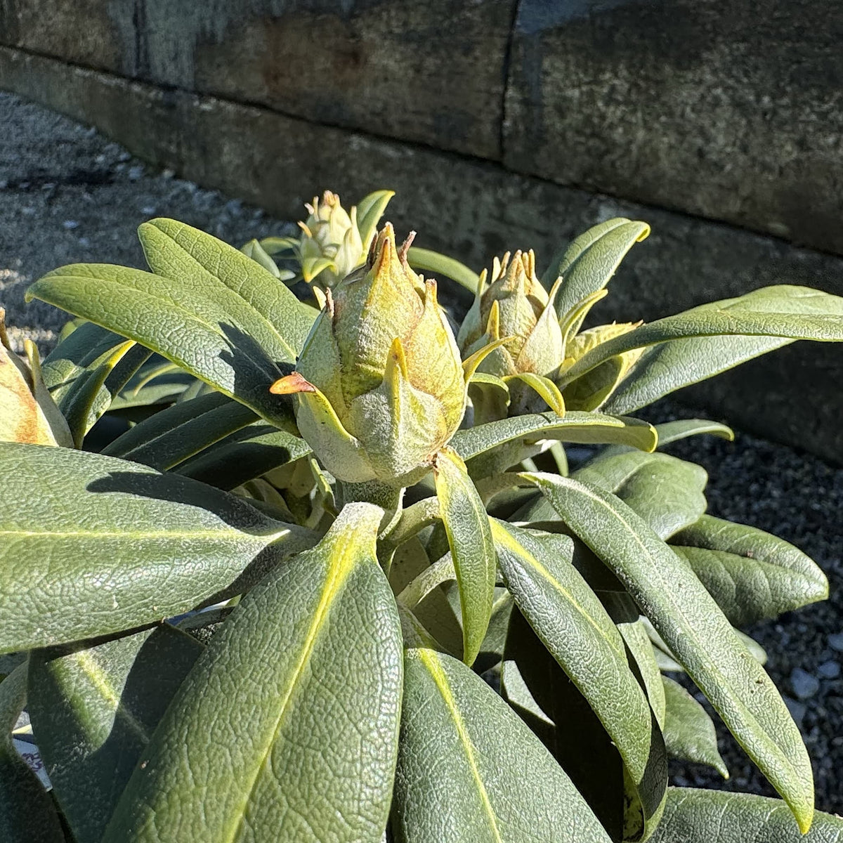 Rhododendron 'Sneezy'
