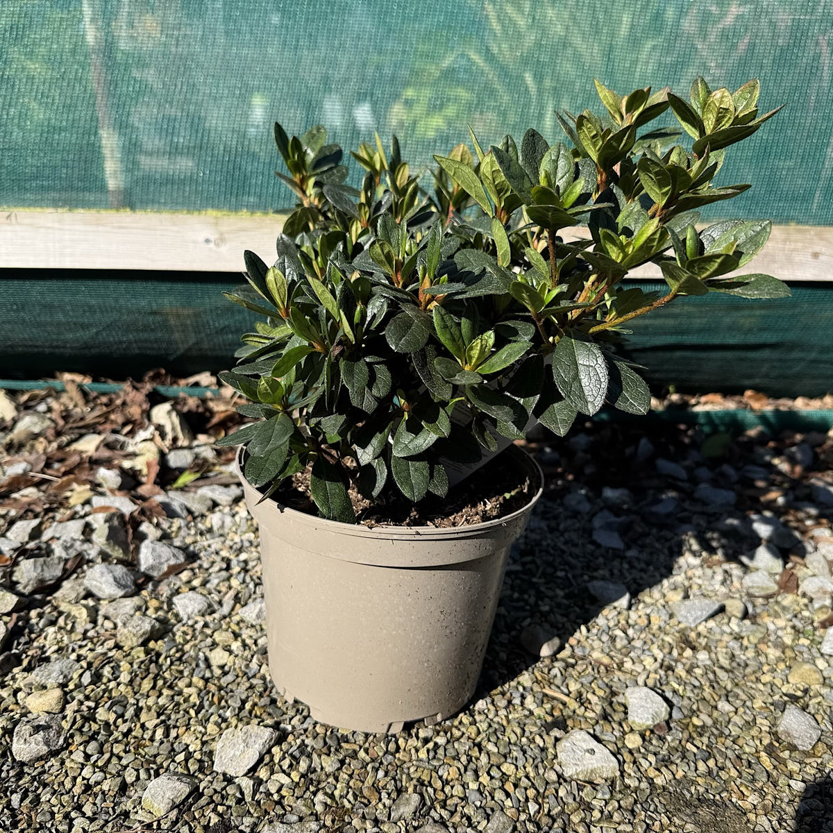 Azalea 'Arabesk'