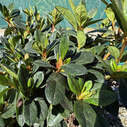 Azalea 'Arabesk'