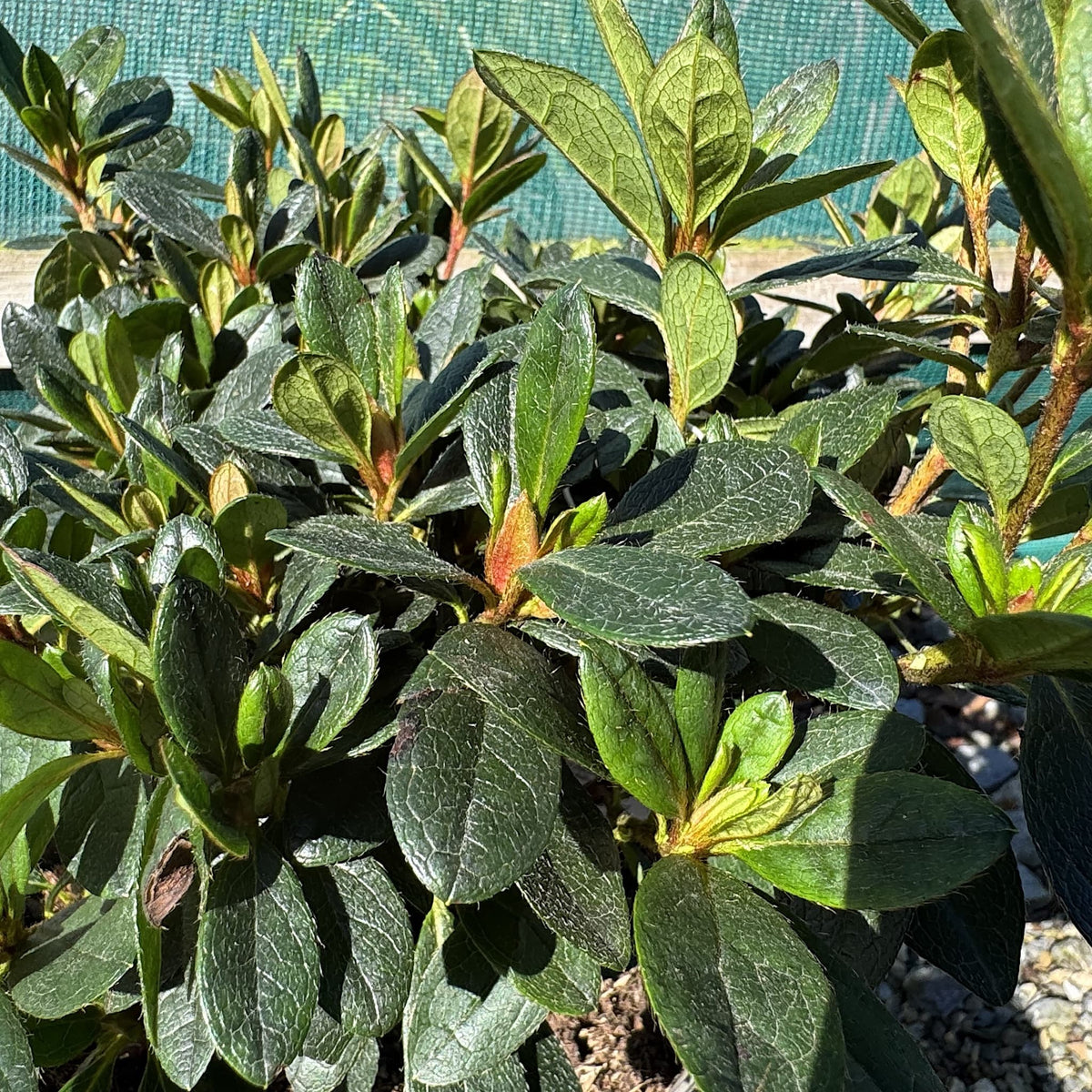 Azalea 'Arabesk'