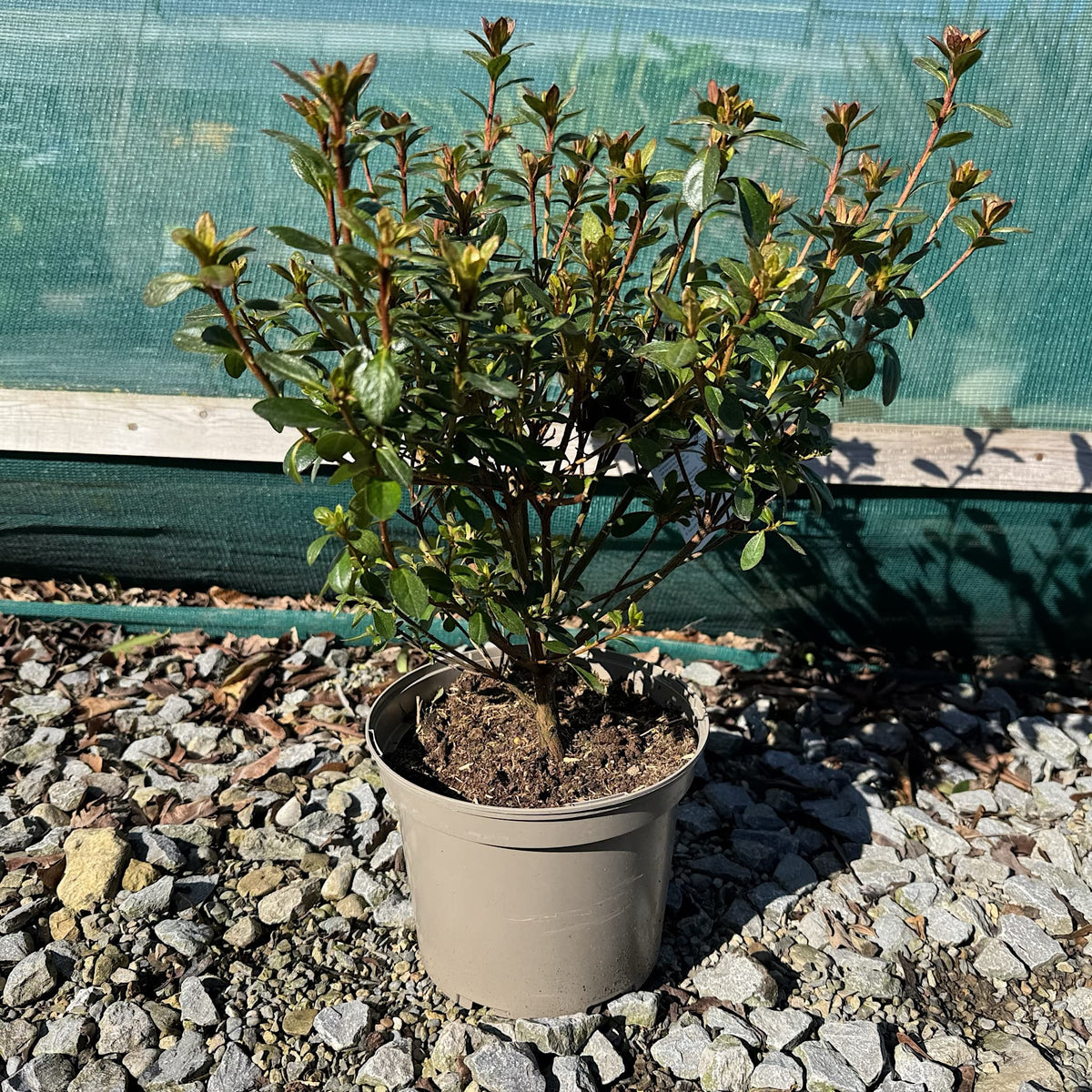 Azalea 'Benny Gery'