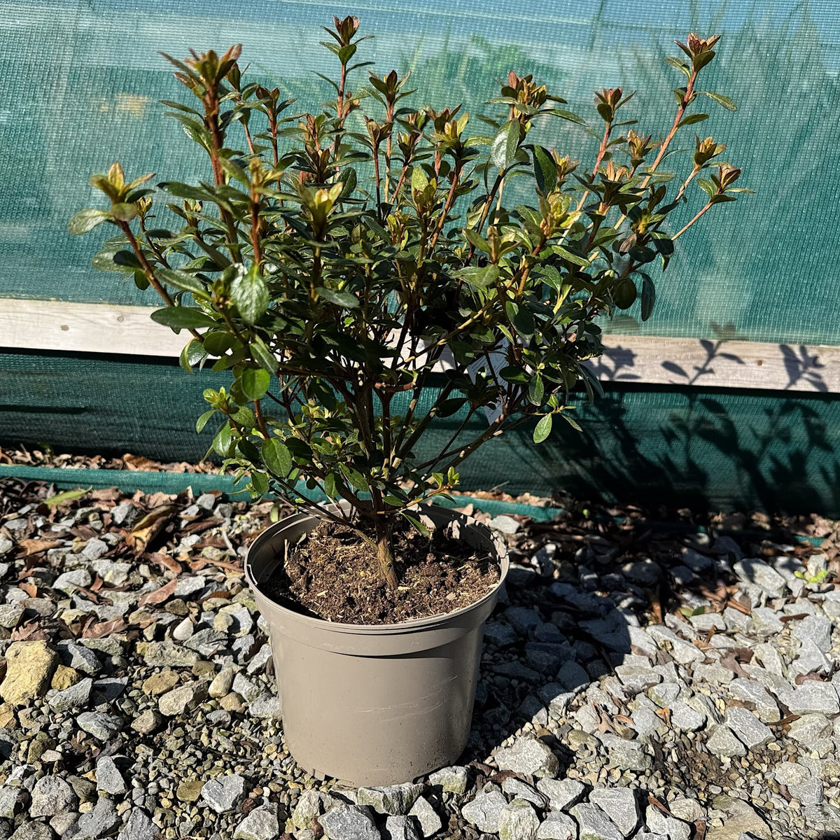 Azalea 'Benny Gery'