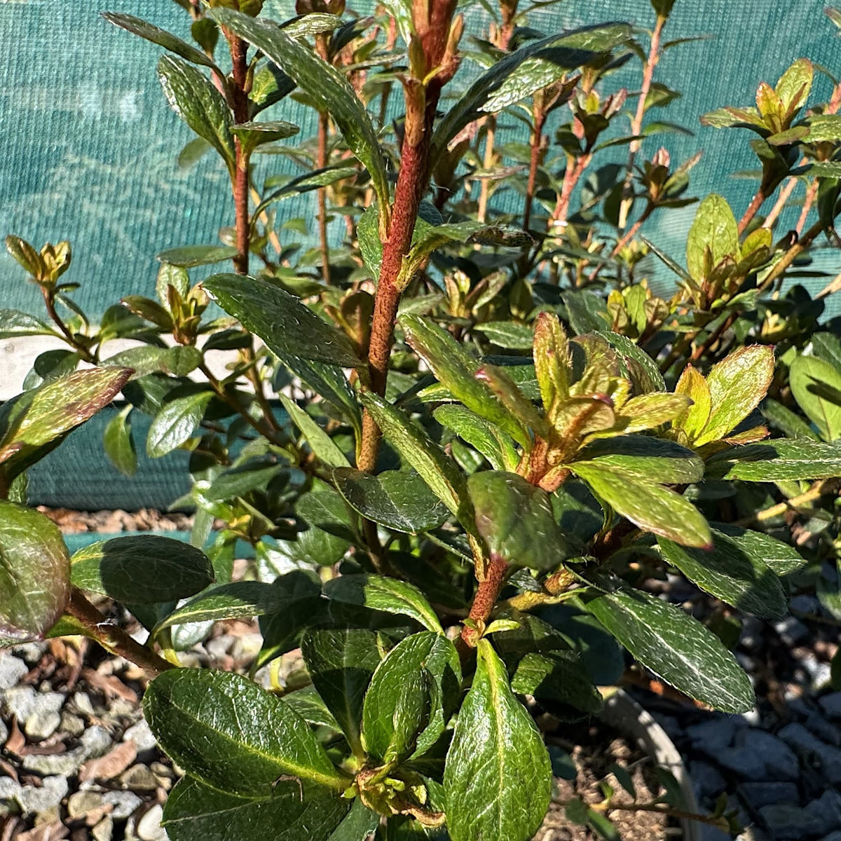 Azalea 'Benny Gery'