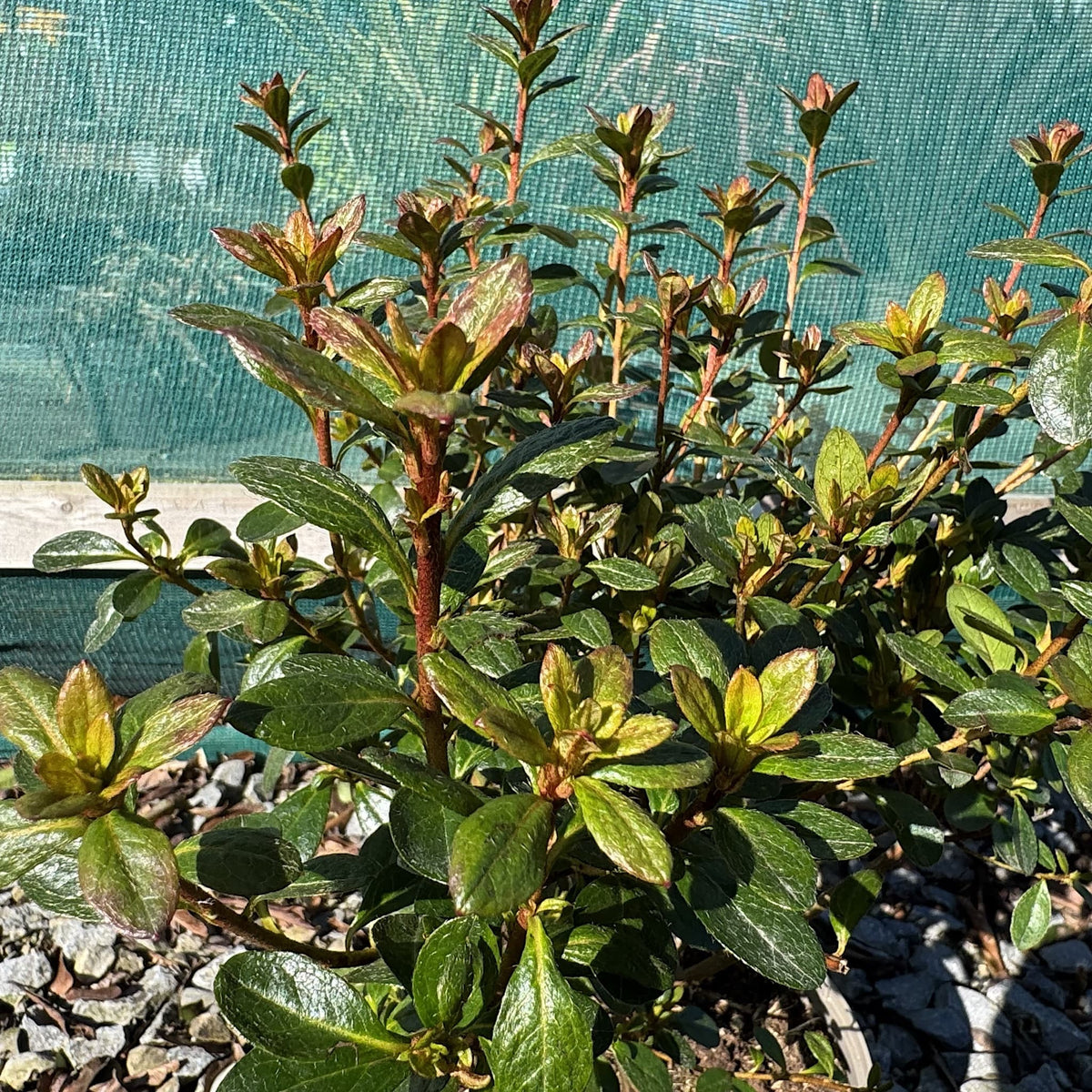 Azalea 'Benny Gery'