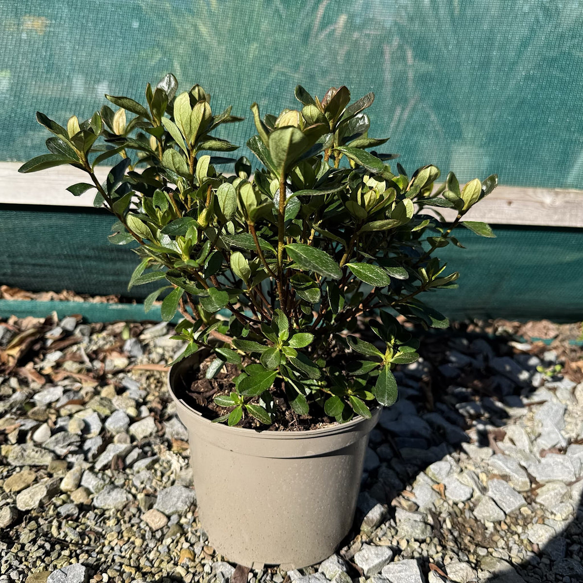 Azalea 'Corany'